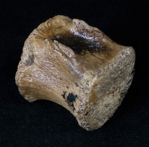 Hadrosaur Vertebra - Two Medicine Formation #16248